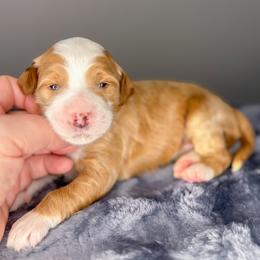 Sponge - Apricot female Goldendoodle puppy in Garden Grove, California from Sunkissed Doodles
