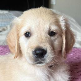 Mr. Blue - Golden male Golden Retriever puppy in Brentwood, California from Golden M Family Farms