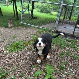 Winchester - Black rust and white male Bernese Mountain Dog puppy in Strasburg, Ohio from Lois Allison