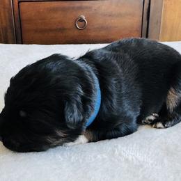 Tank - Black tri-color male Australian Shepherd puppy in Zwingle, Iowa from Homestead Aussies & Doodles