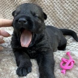 Pink - Sable female German Shepherd puppy in Buffalo, West Virginia from Z Tykev Vino LLC