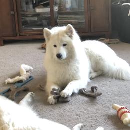 Vsil - Samoyed