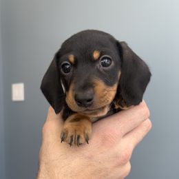 Dachshund Puppies from Weenie Bros