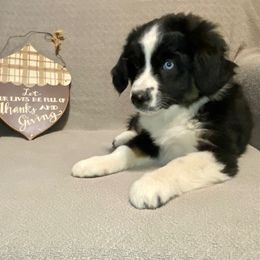 Miniature Australian Shepherd Puppies from Arch Hill Mini Aussies