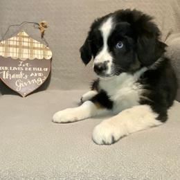 Miniature Australian Shepherd Puppies from Arch Hill Mini Aussies