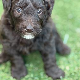 Girl 1 - Chocolate female Goldendoodle puppy in Tyler, Texas from Sassy’s Hollywood Poodles & Doodles - Tyler, TX