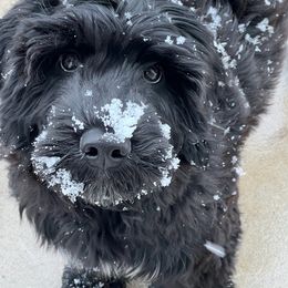 Portuguese Water Dog All Grown Up from Belladonna Farm Portuguese Water Dogs