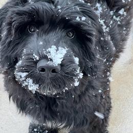 Portuguese Water Dog All Grown Up from Belladonna Farm Portuguese Water Dogs