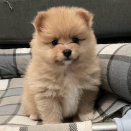 Bruno - Cream male Pomeranian puppy in Edinburg, Texas from Divine Valley Poms