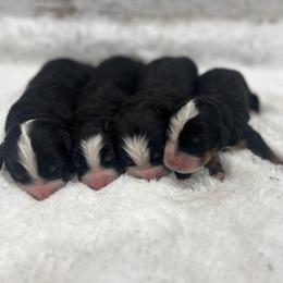 Female 1 - Black rust and white female Bernese Mountain Dog puppy in Flat Rock, Illinois from Corner Stone Bernese Mountain Dogs