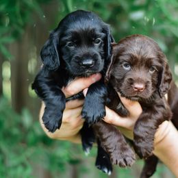 English Cocker Spaniel and German Shepherd Puppies from Ryndal & Co.
