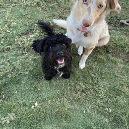 Odie - Aussiedoodle