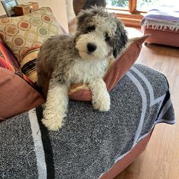 Australian Mountain Doodle, Bernedoodle, and Double Doodle Puppies from Jeanie’s Doodles