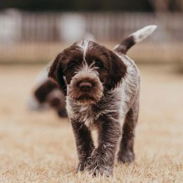Wirehaired Pointing Griffon Puppies from Longleaf Griffons