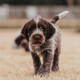 Wirehaired Pointing Griffon Puppies from Longleaf Griffons