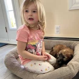 Soft Coated Wheaten Terrier Puppies from Waterviewwheaties.com