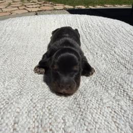 Boy 1 - Black and tan male Dachshund puppy in Santa Rosa, California from Signature Mini Dachshunds
