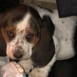 Basset Hounds from T & S FARMS