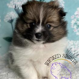 AKC Sunny - Orange parti female Pomeranian puppy in Watkins Glen, New York from Wicked Spirits Pomeranians