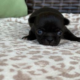 Panther - Black and white male Chihuahua puppy in Beckemeyer, Illinois from Guardian’s of the Chihuahuas