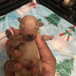 Calvin - Cream male Poodle puppy in Gastonia, North Carolina from Precious pups dynasty kennel