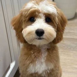 Cavapoos, Cockapoos, and Poodles from Sac-Town Poodles and Doodles