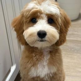 Cavapoos, Cockapoos, and Poodles from Sac-Town Poodles and Doodles