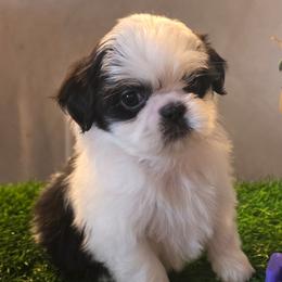 Simon - Black and white male Shih Tzu puppy in Brighton, Missouri from Morningstar's Shih Tzu