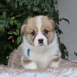 Blue collar - Red male Pembroke Welsh Corgi puppy in Caliente, California from Rafter Cross 7