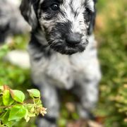 Newfypoo Puppies from Two Sisters Ranch, LLC