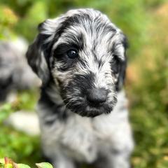 Newfypoo Puppies from Two Sisters Ranch, LLC