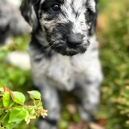 Newfypoo Puppies from Two Sisters Ranch, LLC