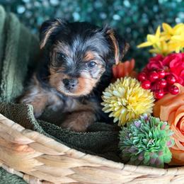 Boy 1 - Black and tan male Yorkshire Terrier puppy in Richmond, Texas from Perfectly Posh Pets