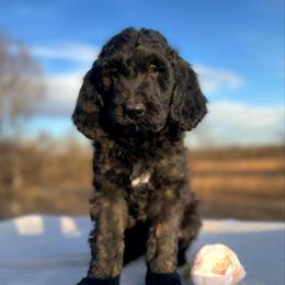Clara Belle - Black and white female Bernedoodle puppy in Osage City, Kansas from Golden Ridge Goldens