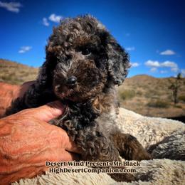 Mr. Black - Blue merle male Aussiedoodle puppy in Dolan Springs, Arizona from High Desert Companions