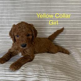 Yellow Collar Female - Apricot female Goldendoodle puppy in Pasadena, Texas from Knightsbane Standard Poodles