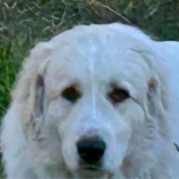 Jewel (JuJu) - Great Pyrenees