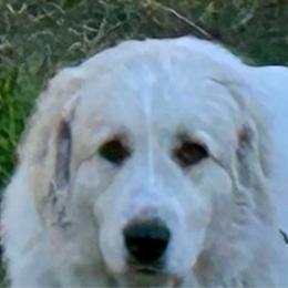 Jewel (JuJu) - Great Pyrenees