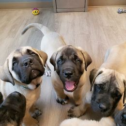 Australian Shepherds, Mastiffs, and Miniature American Shepherds from Ashber Farm