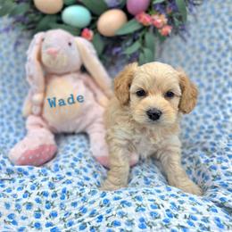 Wade - male Cavapoochon puppy in Bullard, Texas from Cavapoochon Central LLC