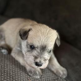 Vanilla bean - Wheaten female Miniature Schnauzer puppy in Bellingham, Washington from Tiki Love Farm