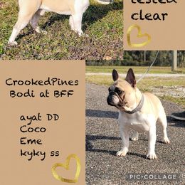 Bodi - French Bulldog