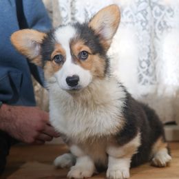 Girl 3 - Black and tan female Pembroke Welsh Corgi puppy in Karnack, Texas from Sureshot Corgis
