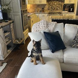 German Shepherd Puppies from Southern Lakes German Shepherds