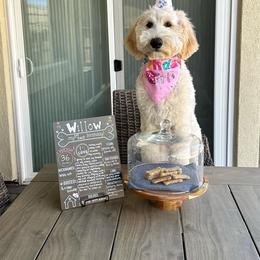Goldendoodle Puppies from Lundee Doodles