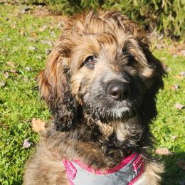 Airedale Terriers and Bernedoodles from Beitzel Babies
