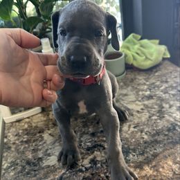 Red - Blue female Great Dane puppy in Plano, Texas from Blue Thunder Danes