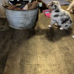 Australian Shepherd Puppies from Double BarH