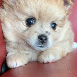 Pomeranian Puppies from Jazzy Poms
