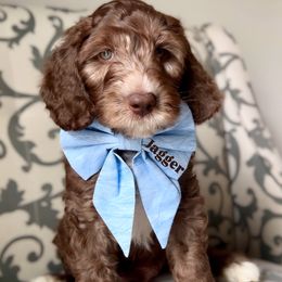 Australian Labradoodle Puppies from Kismet Labradoodles